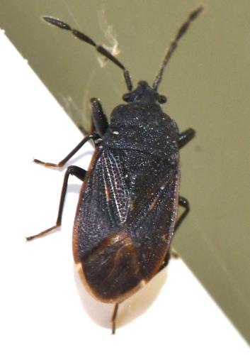 Réf. 343 290 : Drymus sp.